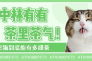 吃瓜娱乐绿茶猫,揭秘娱乐圈背后的秘密